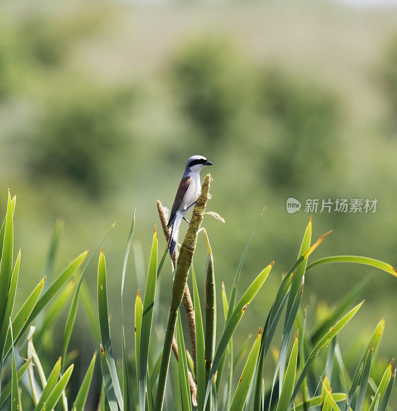 红背伯劳(Lanius collurio)雄性